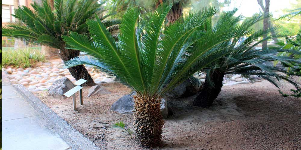 Cycas Revoluta